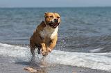 AMSTAFF ADULT 046